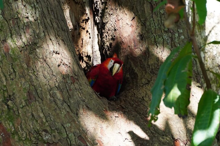 Guided visit to Carara National Park (Ticket included) - Photo 1 of 14